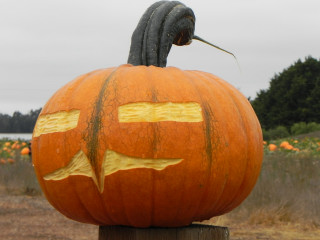 Mod later, Nipomo Pumpkin Patch best carving idea